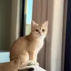 قطه وولدها لتبني