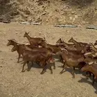 معزا دهم فواخر