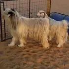عنز وتيس رحبي