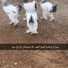 دجاج براهما كولمبي للبيع