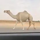 الضروبه الحمرا الكفو