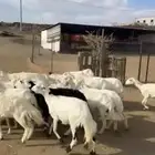 ضان غنم