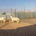 ذبايح حري ونعيم سواكن