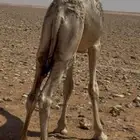 قعود قصب