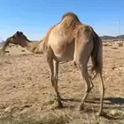 اصيل سلاله قويه
