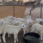 طليان العدد 14