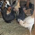 دجاج بياض الموقع البدع العدد 15