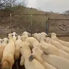 بهم27 من 820 ومعزا 12 من1200