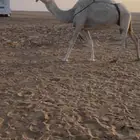 عشراء وضحى طيبه