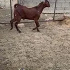 مشروع فحل مطور