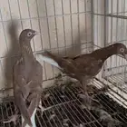 مخاليف ( حردون )