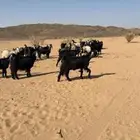 معزا متابيع و دفيع بتولد