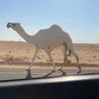 الضروبه الوضحا الكفو