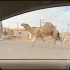 فحل اشقح عقابي