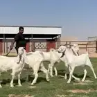 مشاريك فاخره جذعات وفحول جذعان فاخره