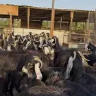 مراح معزا عوارض فاخره 40 ب الفحل اغلبها حصيب