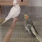 للبيع جوز كروان