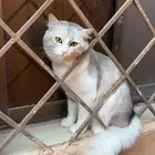 مفقود