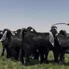 جذعات عوارض خصم فرصه للقناي
