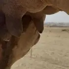 ساحلية مموت السعر 6500