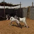 عنز والد