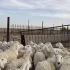 اغنام