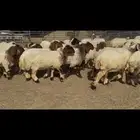 جذعات نعيم مقاني