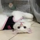 قط للتبني