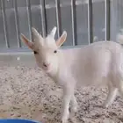ماعز قزمي