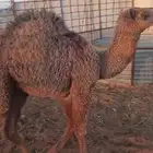 حوار لباني تم البيع