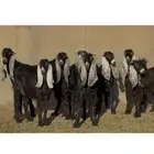 جذعات عوارض ربش طيبه العدد 8 بالفحل