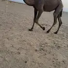 بكره صفرا حقه