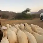 رخال رفد جذعات 20 الحد 750