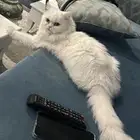 قطه للتبني