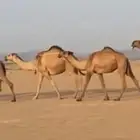 بكره