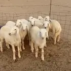 طليان للبيع الموقع نمران