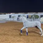 فرس واهو بنت الاسطور نسج خيدار