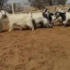 معزا ربد نوادر دفيع شرط