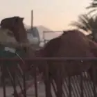 بكره