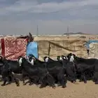 معزا عارضيات خصم وشرط