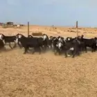 معزا عوارض مراح واحد فحلها صنف