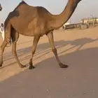 بكار صفر دبيانيات خوات