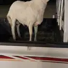 طلي مشروع فحل صنف