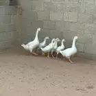 أفراخ وز