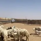 غنم خلفات