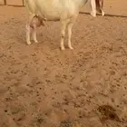 عنز ثنيه كفو