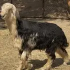 فحل نجدي خصم