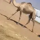 هجن