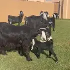 متابيع عوارض خصم الديود طيبه