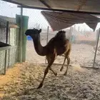 قعود قصب عمره 3 شهور حولها